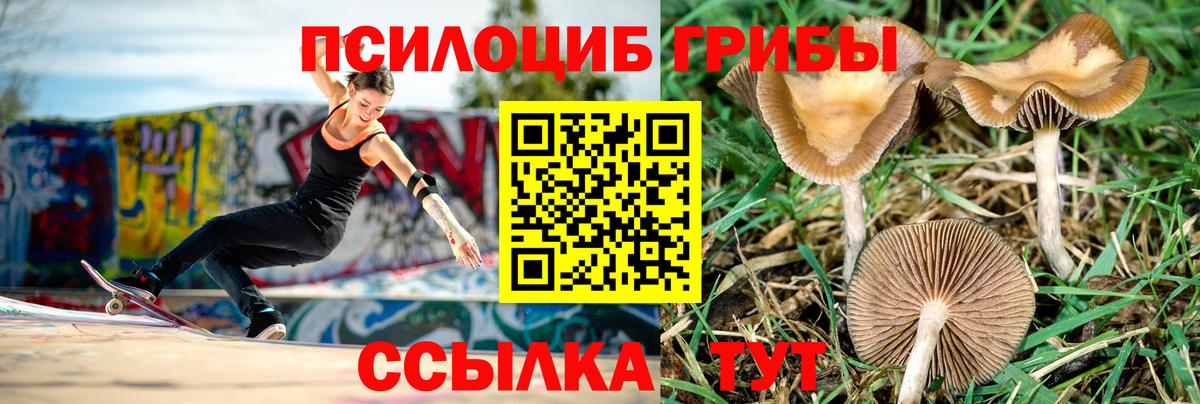 закладки  Псилоцибиновые грибы Cubensis  Вход с VPN  Минусинск 